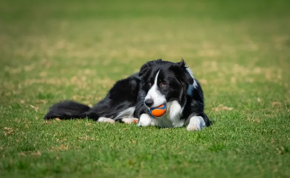 Border Collie segurando uma bolinha com a boca