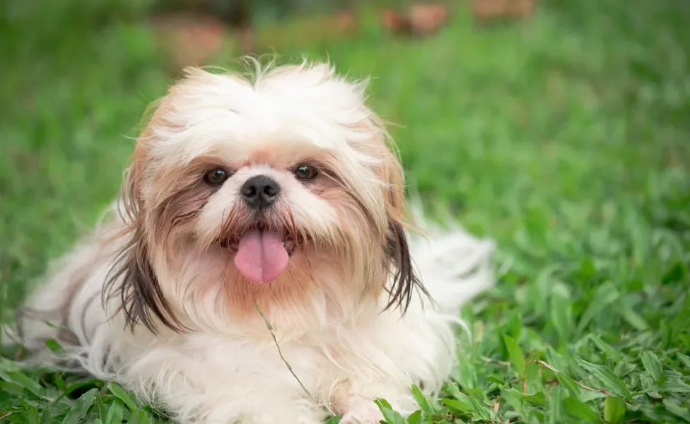 Cachorrinho peludo deitado em gramado
