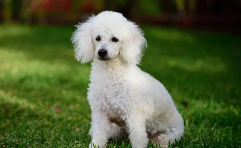 Cão Poodle branco sentado em gramado