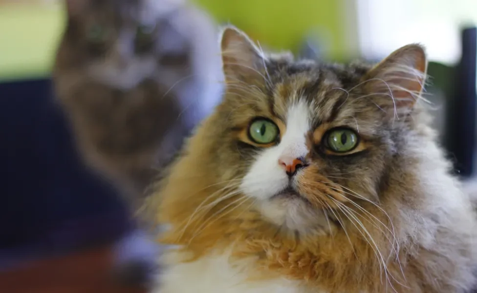 Gato Ragamuffin em close