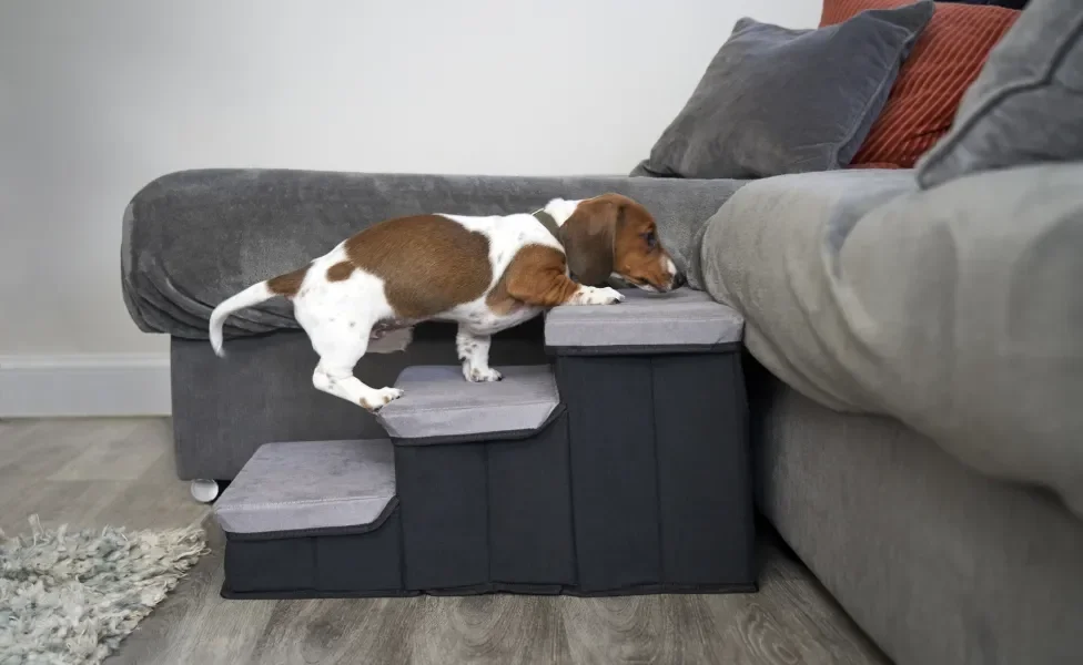 Cachorro subindo escada para acessar sofá