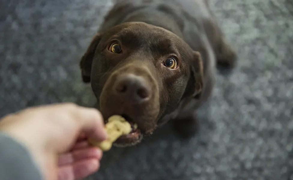 Cachorro marrom escuro recebendo biscoito da mão de humano