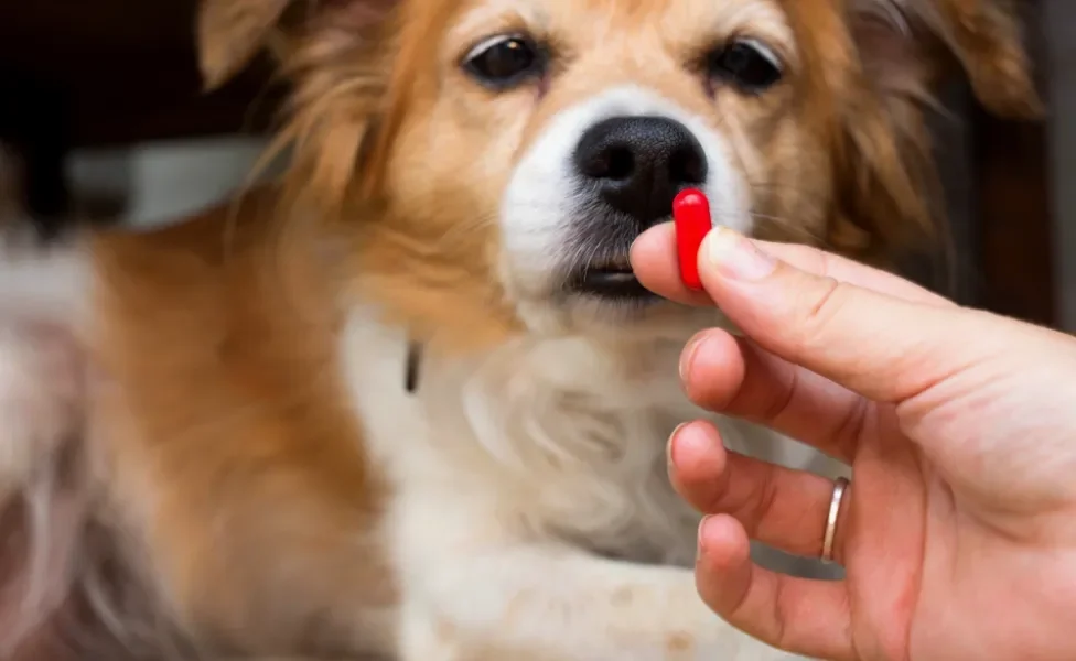homem dando remédio de verme para cachorro