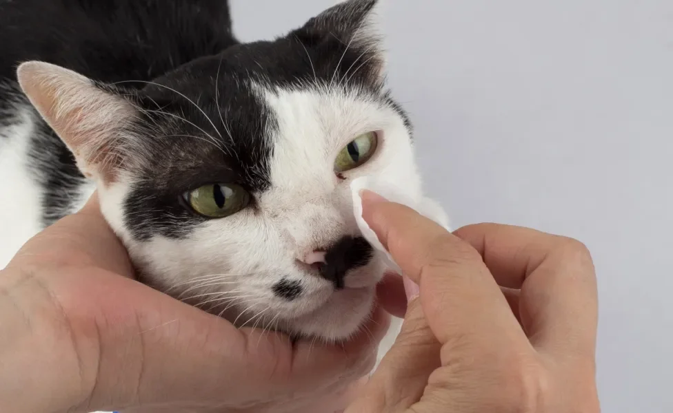 Homem limpando olho de gato branco e preto