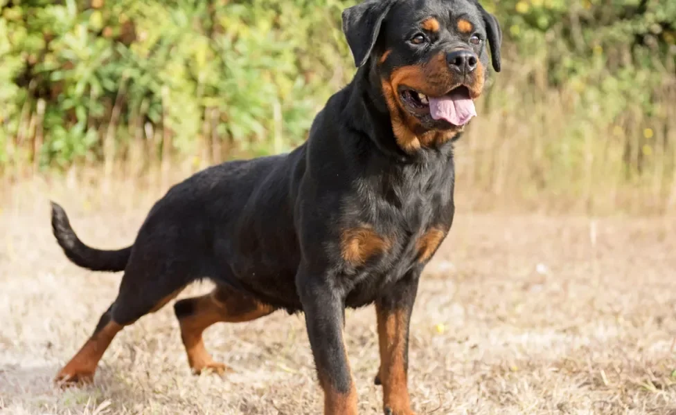 Cachorro da raça Rottweiler em pé em ambiente externo