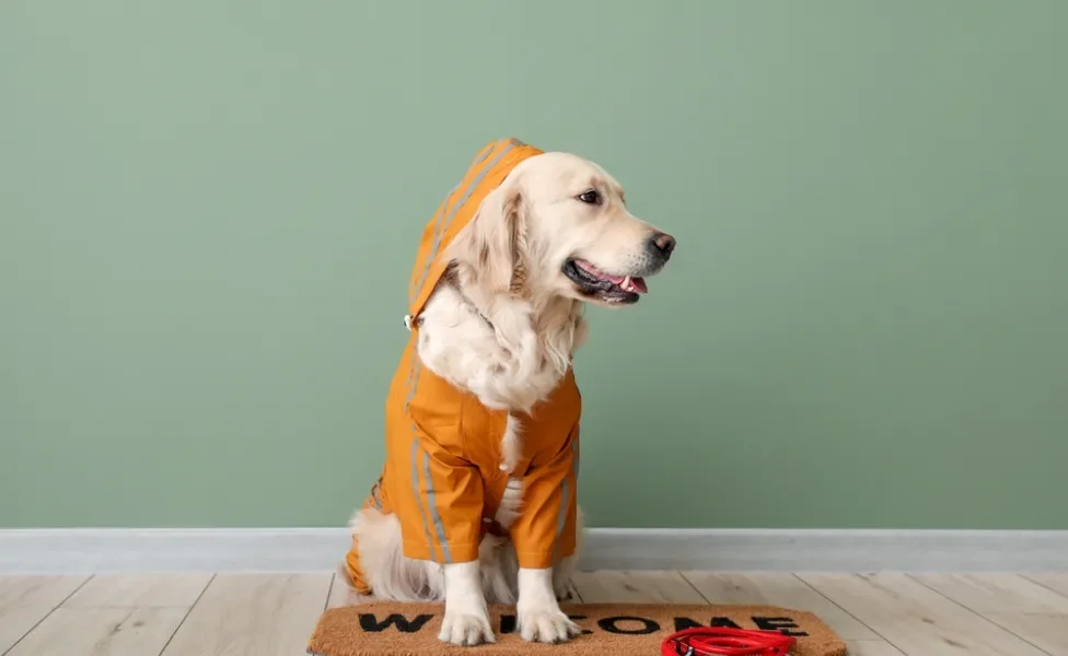 cachorro vestindo roupa para cachorro
