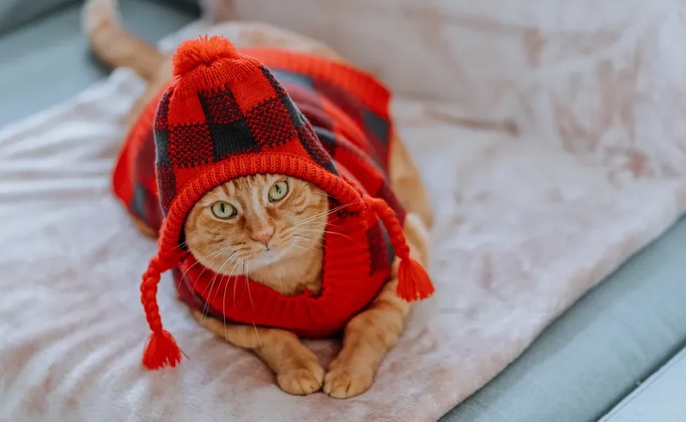 Gato laranja usando roupa de lã vermelha