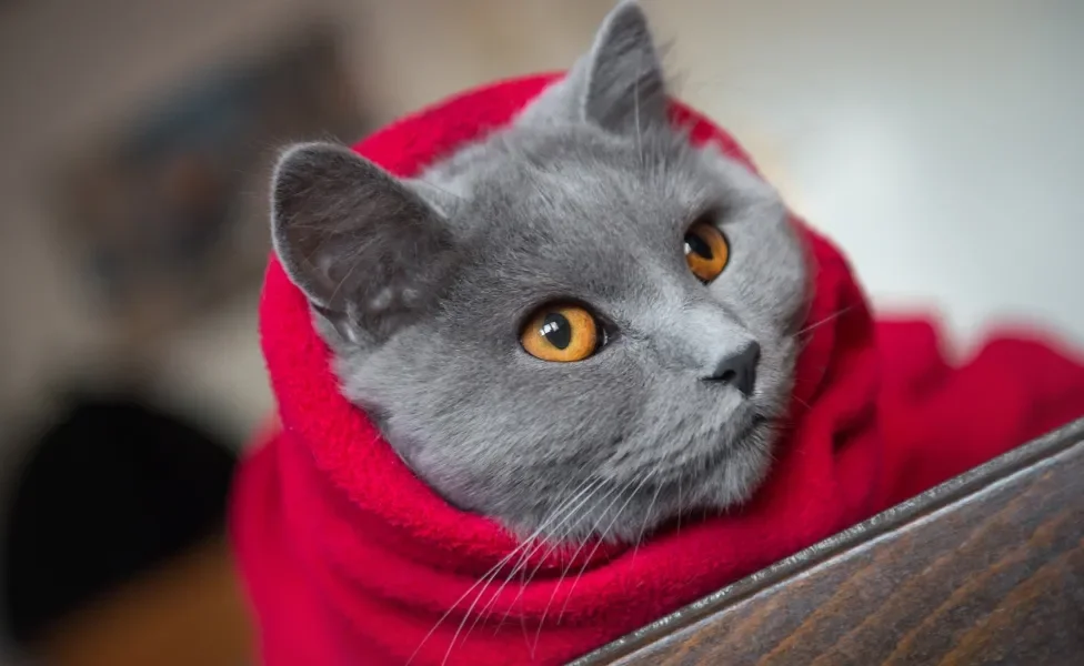Gato cinza usando moletom vermelho