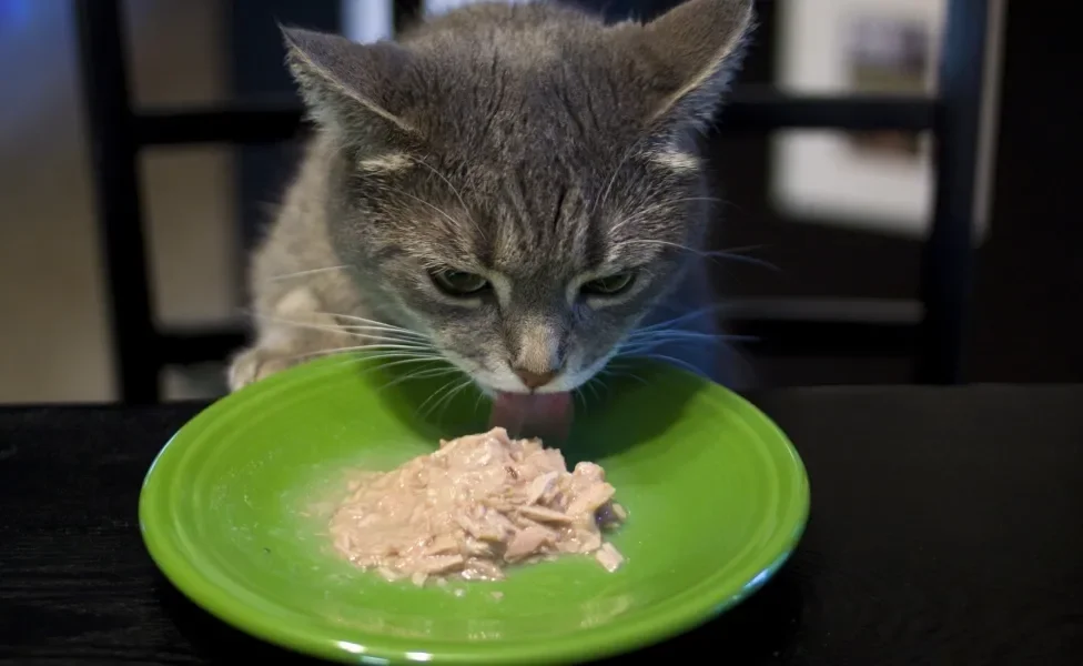 felino comendo sachê para gatos