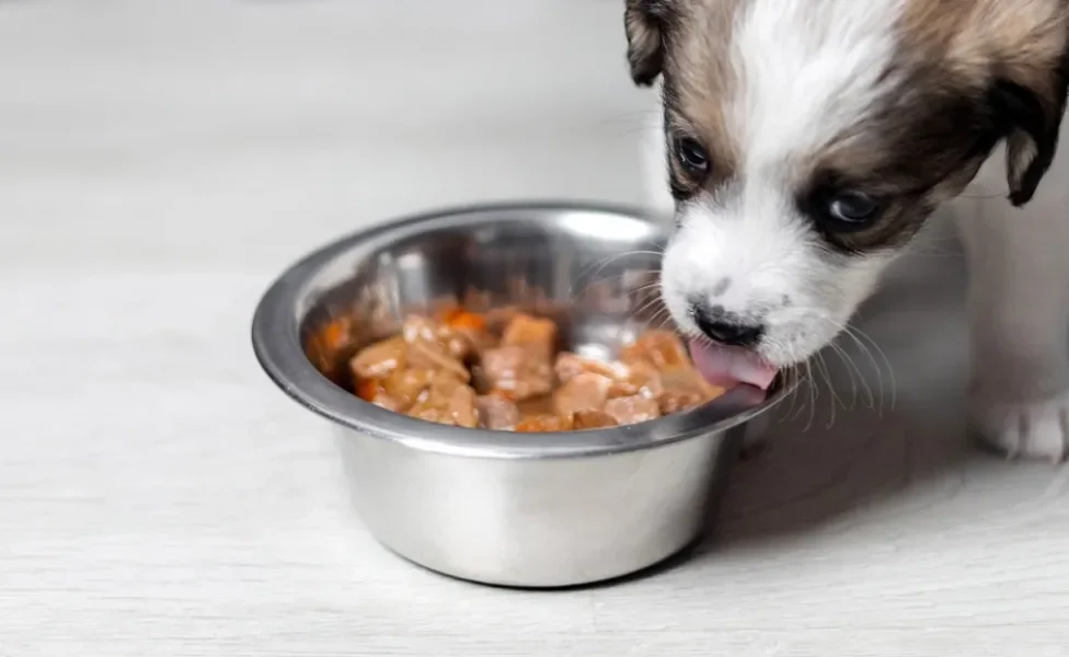 Filhote de cachorro lambendo pote com sachê