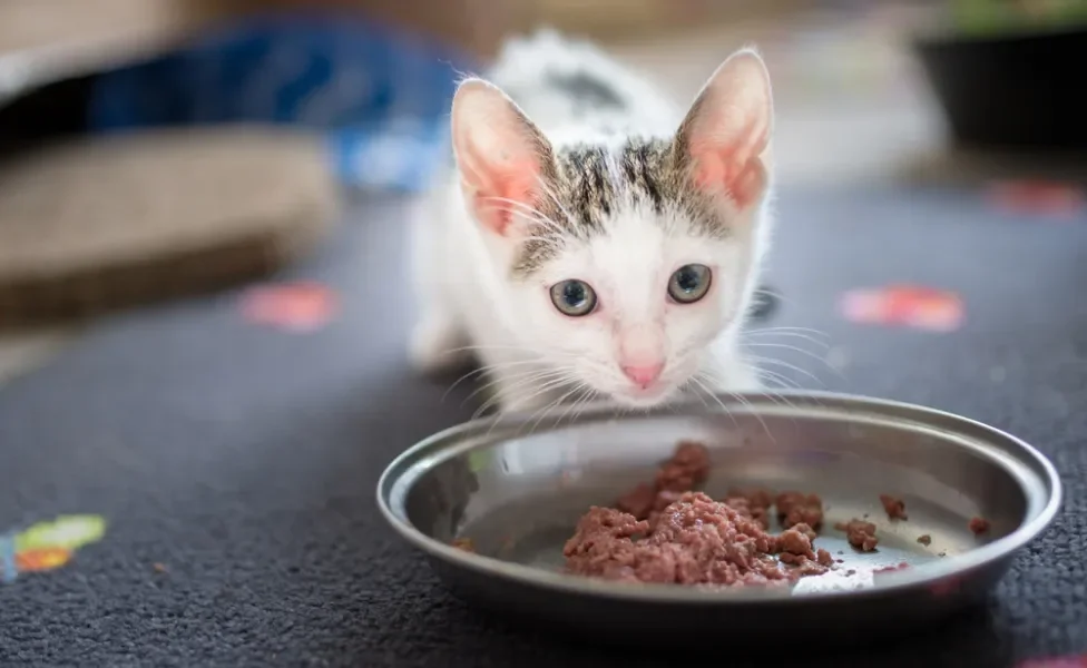 Filhote de gato comendo ração úmida no pote