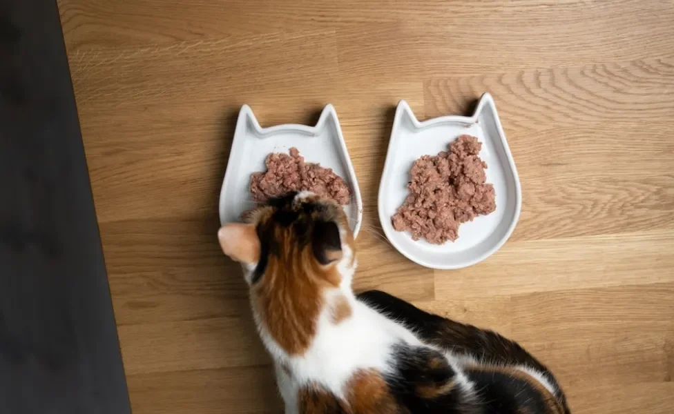 Sachê para gatos sendo servido em um potinho para um pet