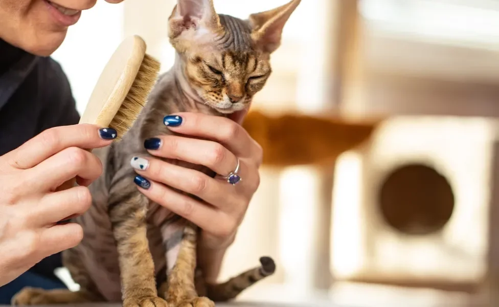 Gatinho Devon Rex sendo escovado por tutora