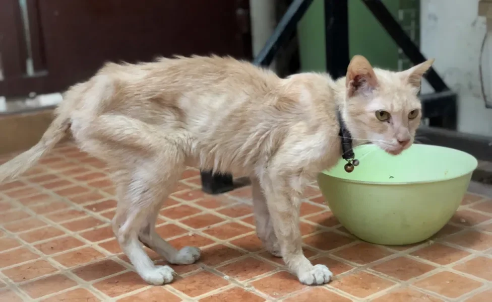 Gato muito magro de perfil
