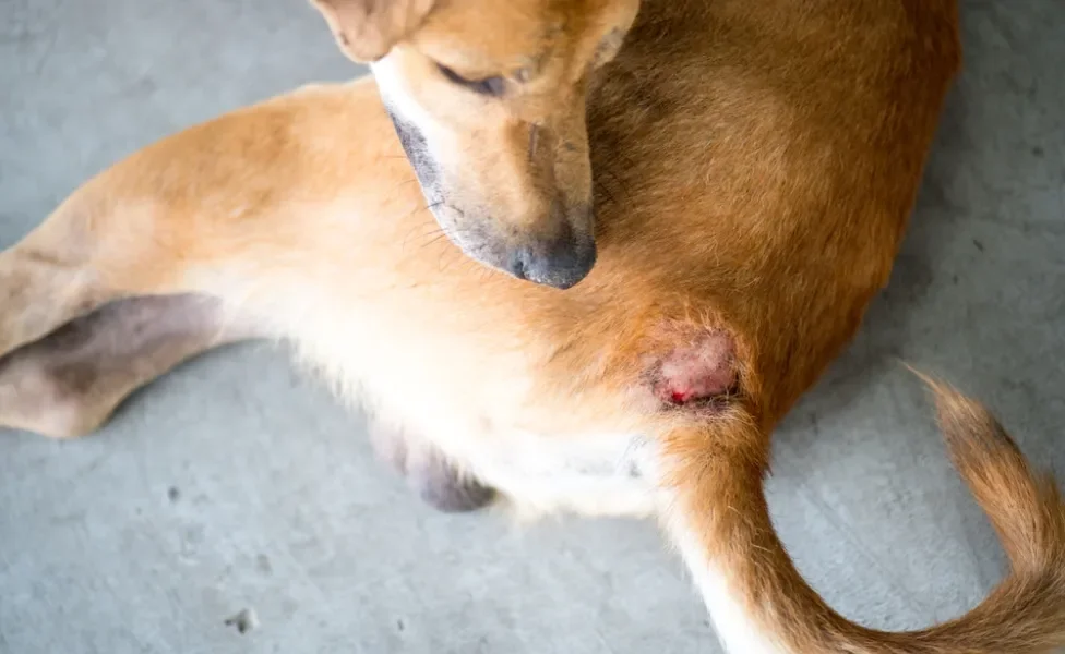 Cachorro caramelo com ferimento próximo ao rabo