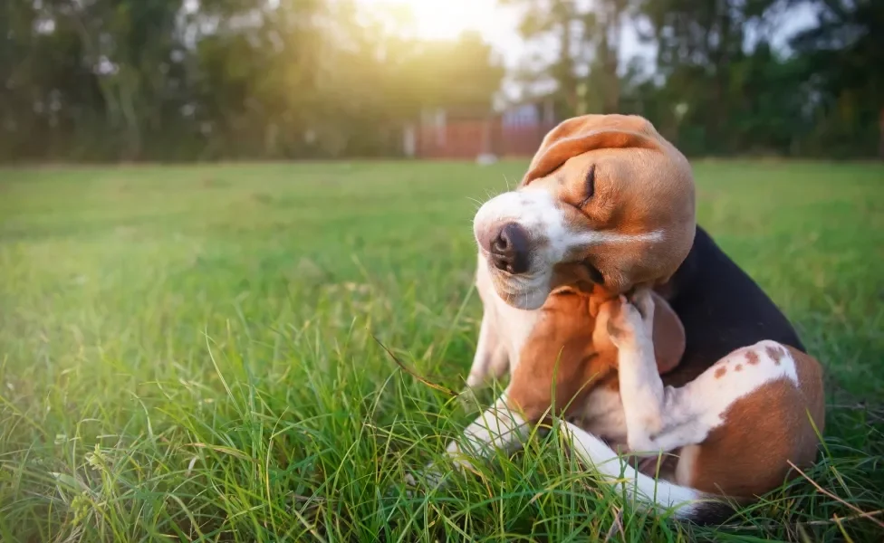 Cachorro se coçando em área repleta de grama