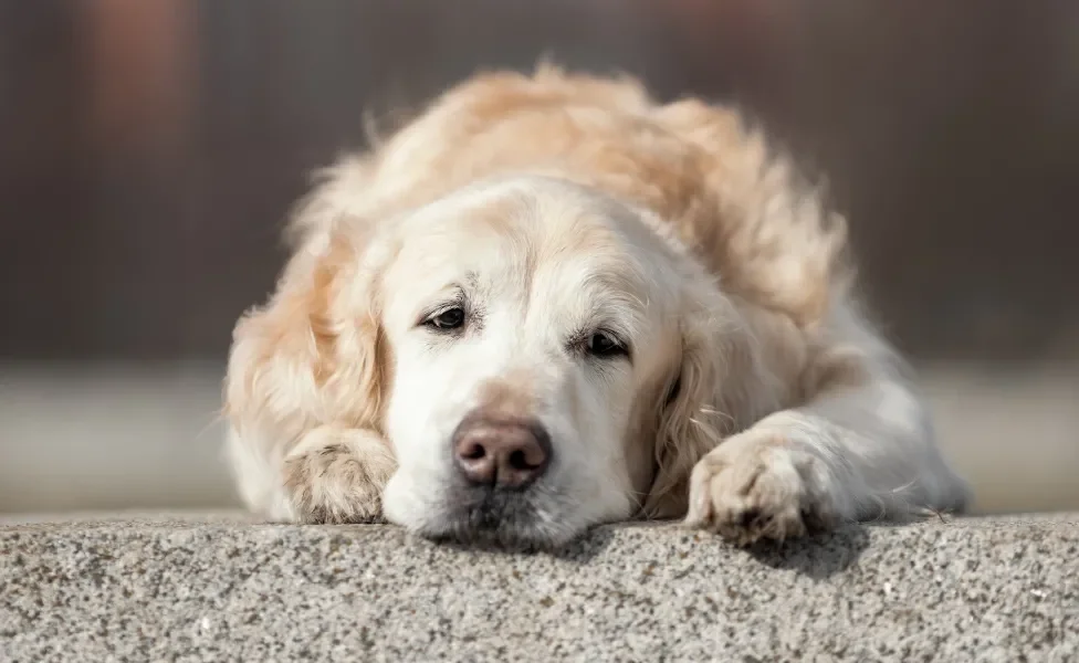 Cão grande e peludo deitado com semblante apático