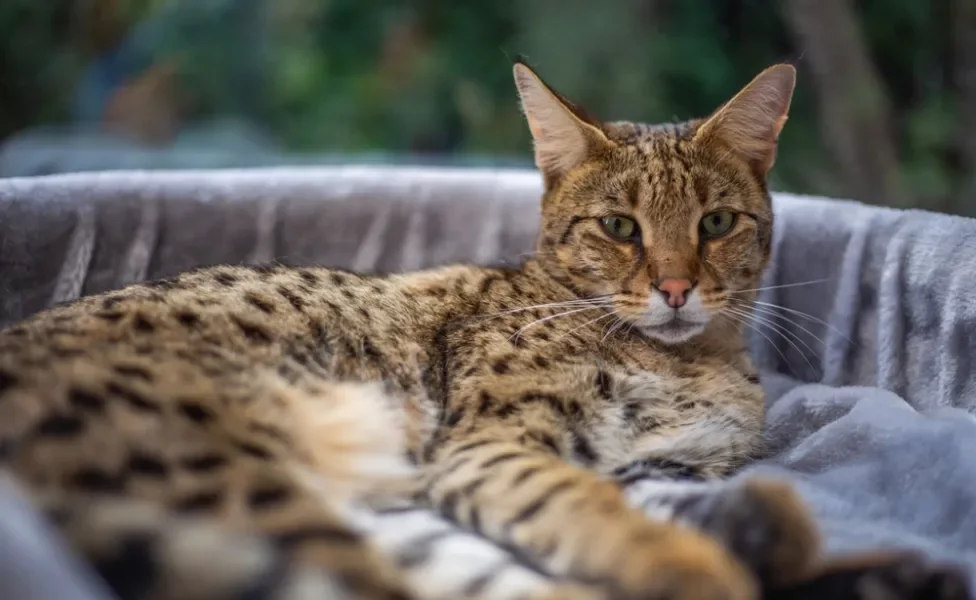gato savannah deitado no sofá 