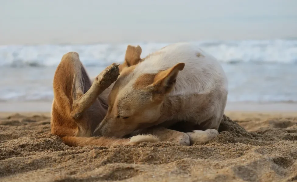 Cachorro amarelado se lambendo sentado na areia de praia