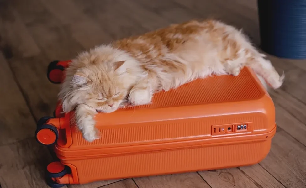 Gato peludo deitado em cima de mala laranja