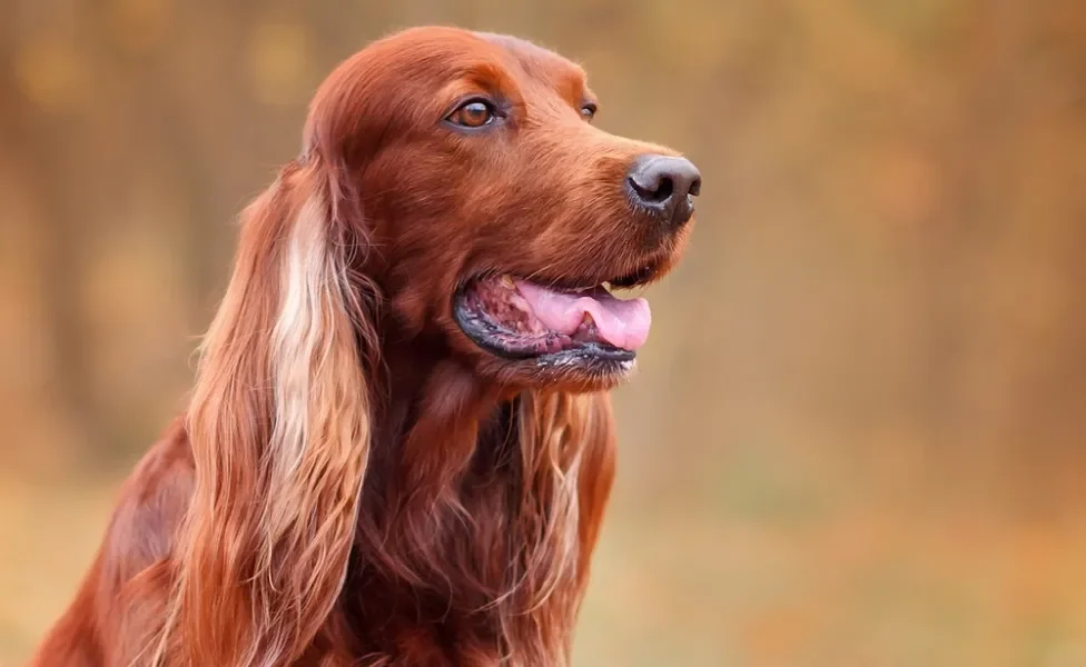 Cachorro da raça Setter Irlandês em perfil