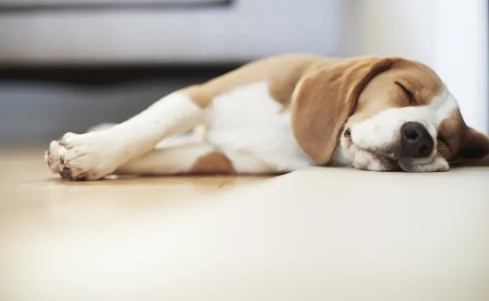 Cachorro dormindo deitado no chão