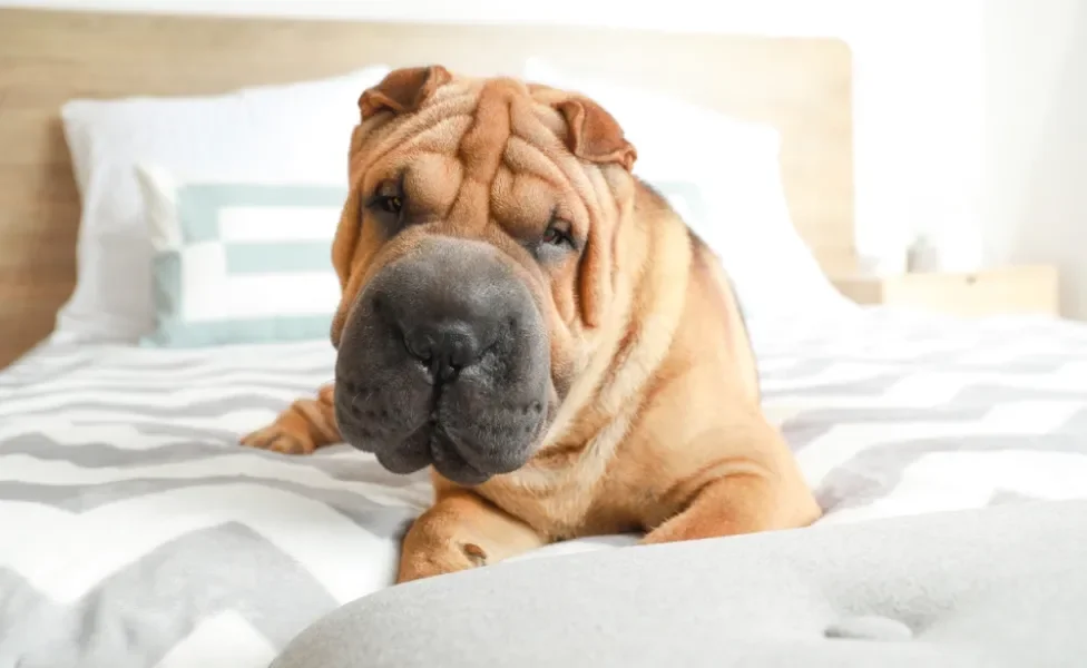 cachorro shar pei deitado na cama