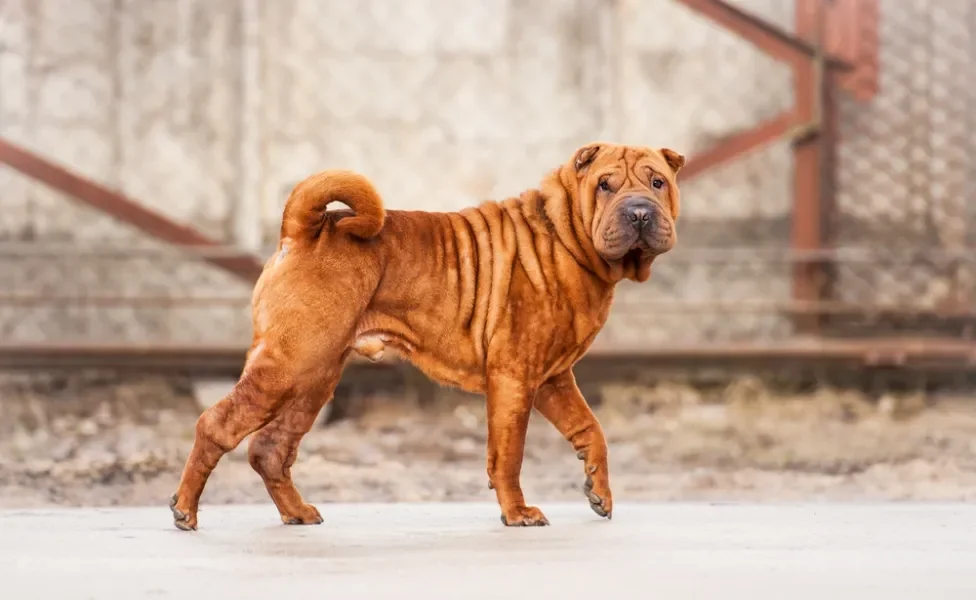 cachorro shar pei