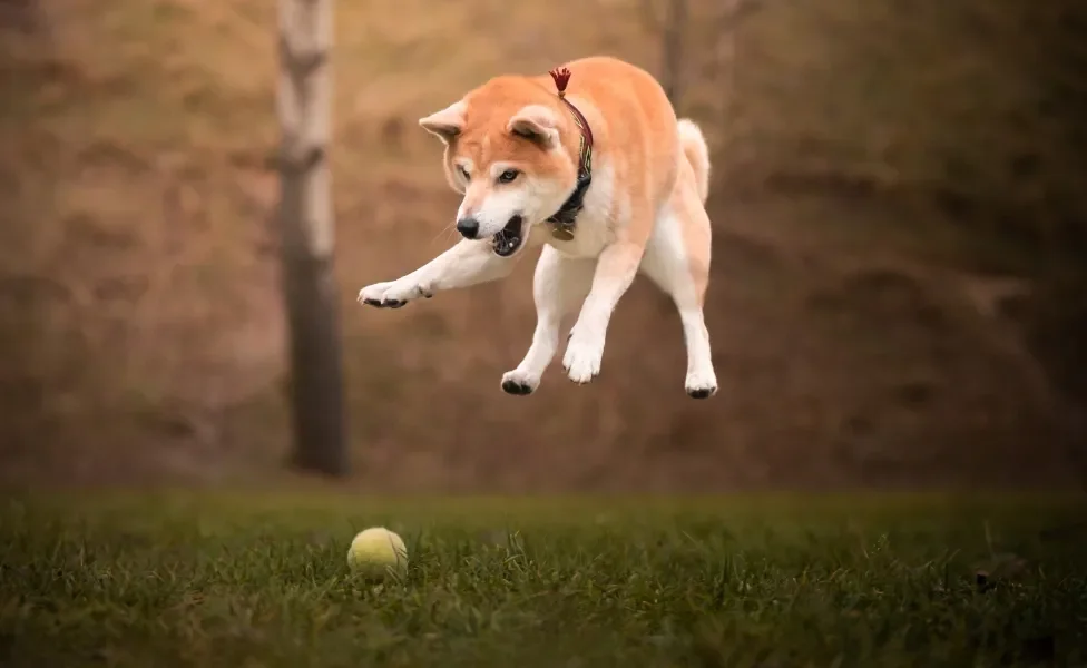 Shiba Inu pulando
