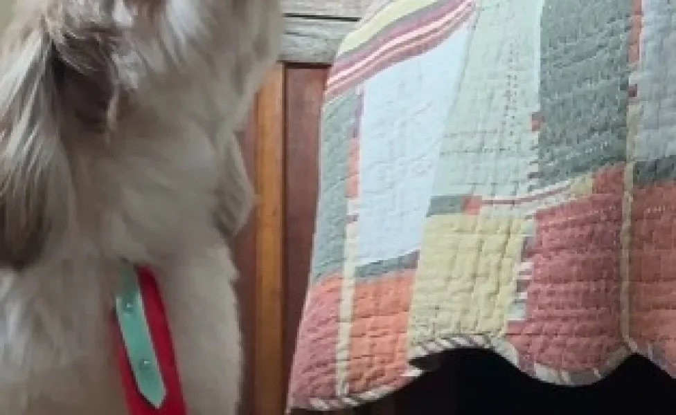 Shih Tzu pegando uma fruta na mão de tutora que estava dormindo
