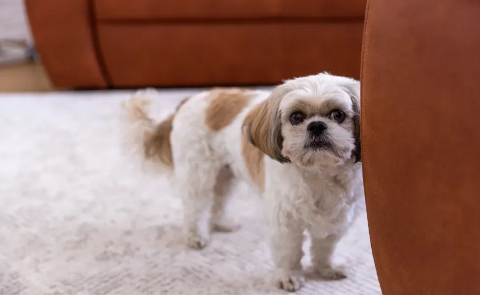 Cachorro Shih Tzu em ambiente interno