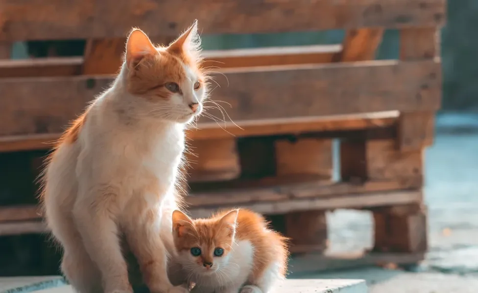 gatinha e seu filhote