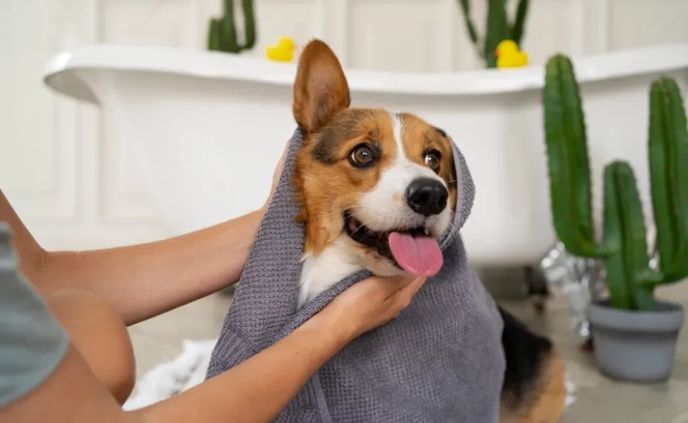Banho no cachorro: tutora secando o pet com uma toalha cinza