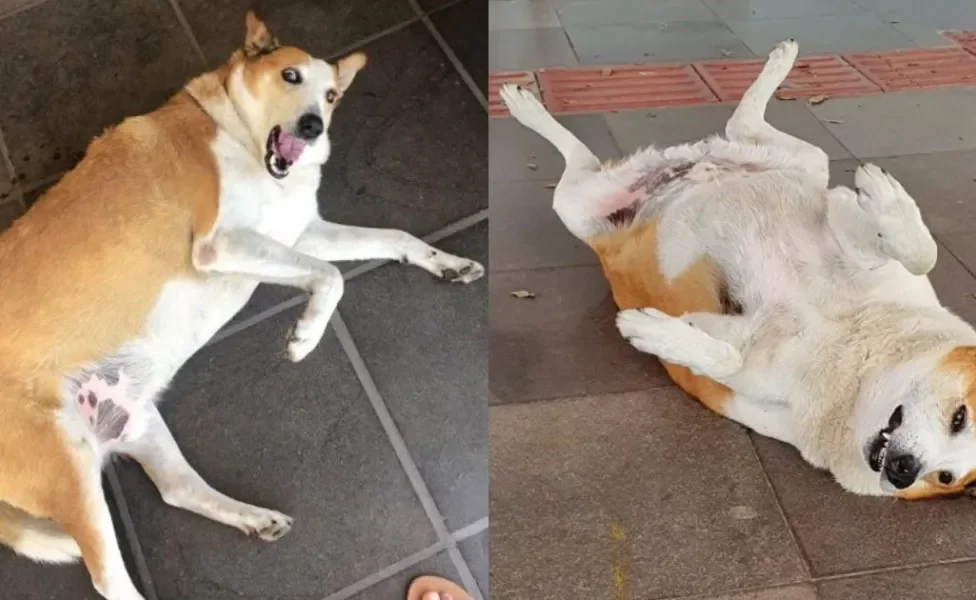 Cachorro Silveira Podrão