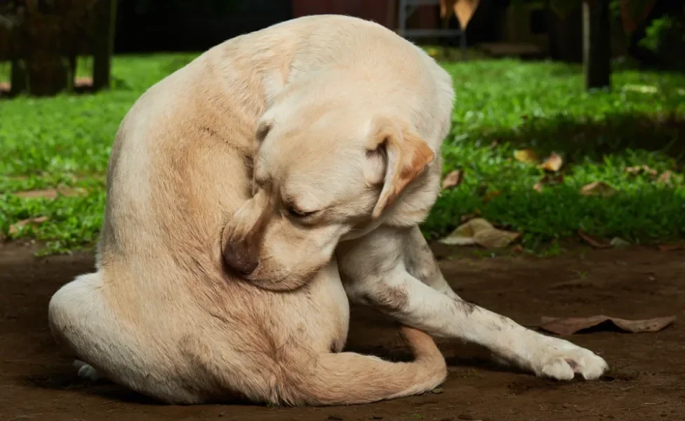 Cachorro Labrador mordendo as costas em ambiente externo