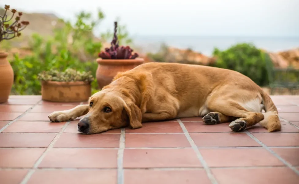 cachorro deitado na varanda tristinho