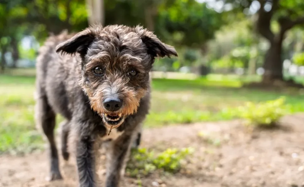 Cachorro vira-lata preto em ambiente externo