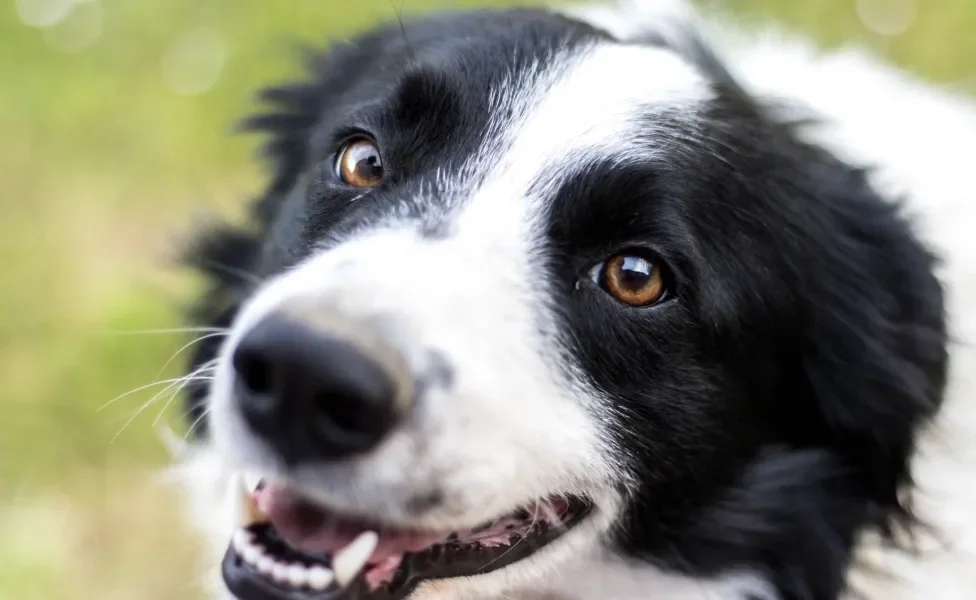 Cachorro Border Collie branco e preto em closeup
