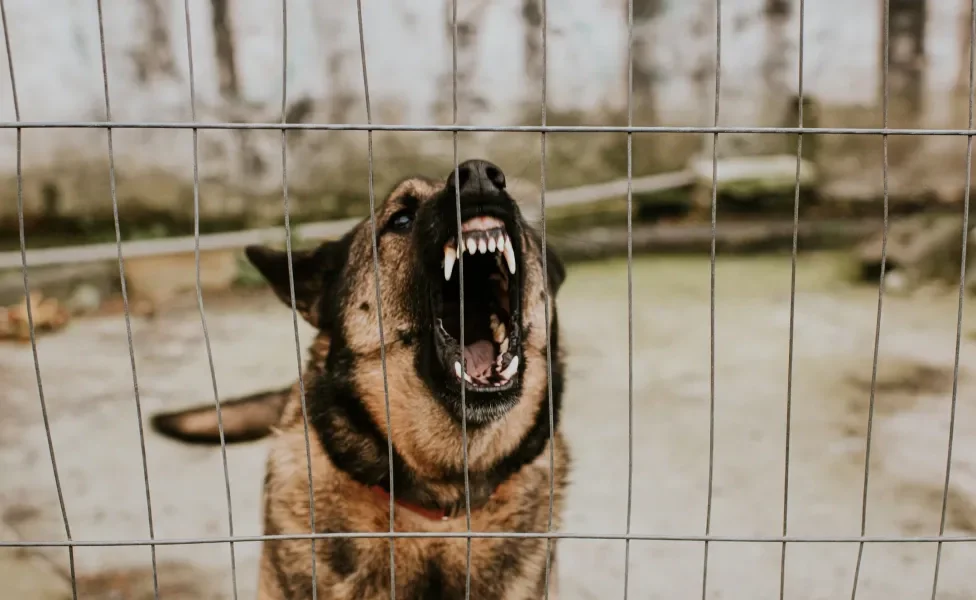 Cachorro Pastor Alemão bravo atrás de uma cerca