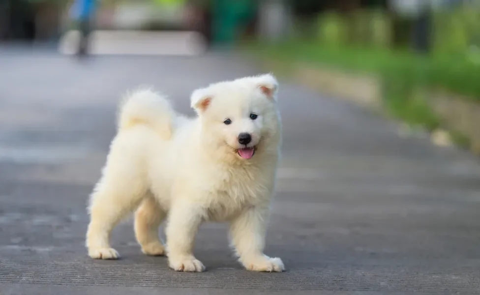 Filhote de cachorro Samoieda em ambiente externo