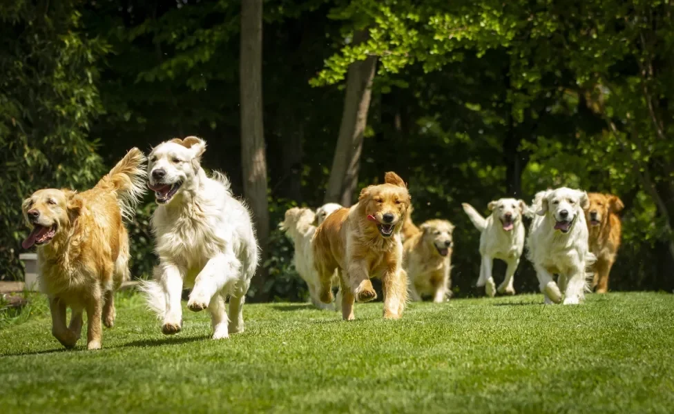 Vários cachorros Golden Retriever correndo na grama