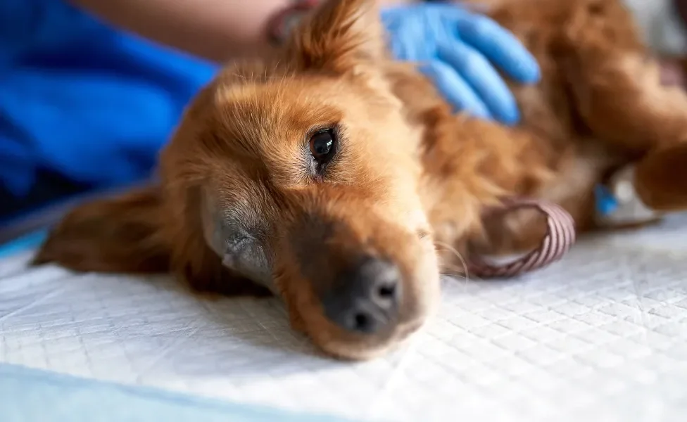 Cachorro marrom com olho machucado deitado em maca sendo examinado