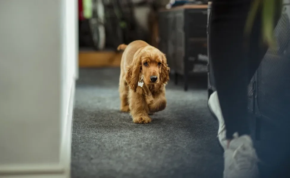 Cachorro Cocker marrom seguindo pessoa em escritório