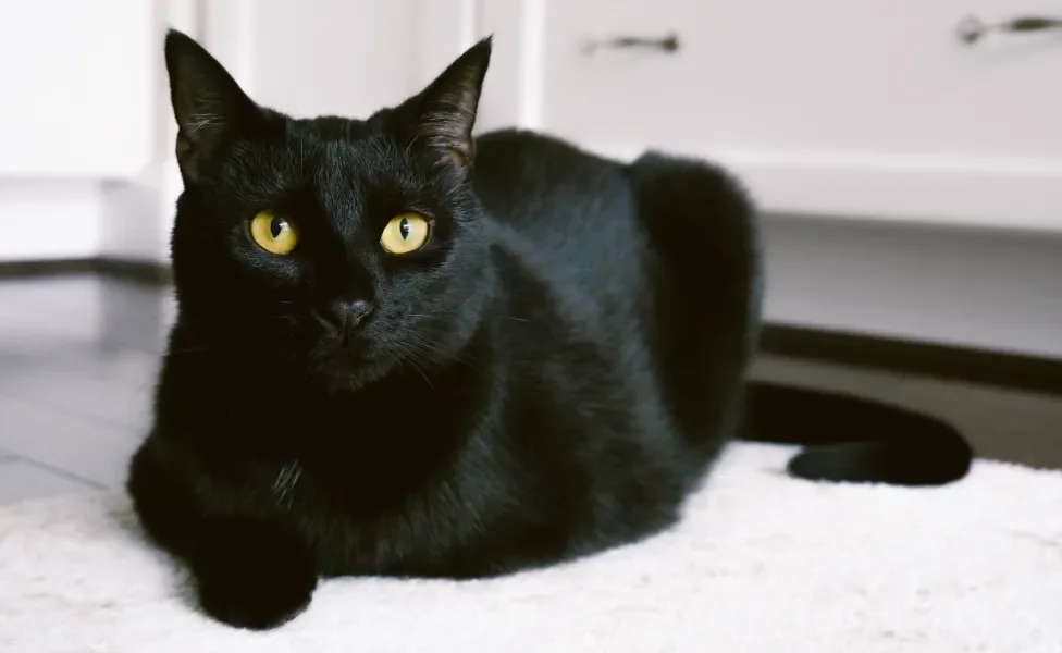Gato preto sentado em cima de tapete branco