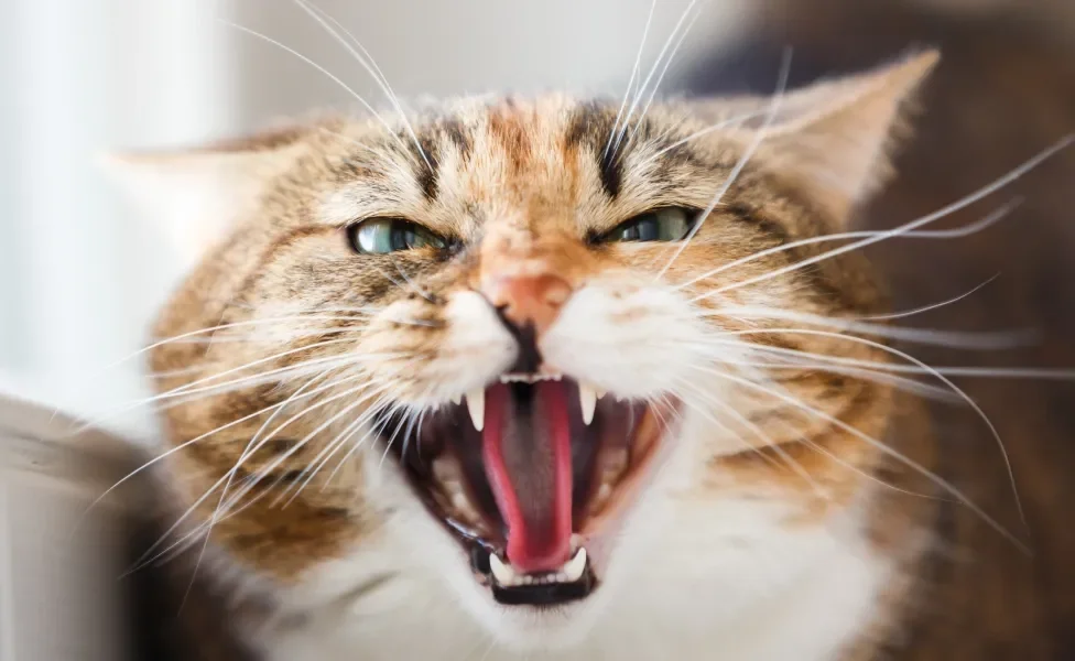 Gato bravo abrindo a boca e mostrando os dentes