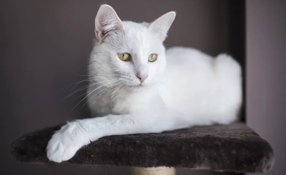 gato branco sentado em brinquedo de arranhar