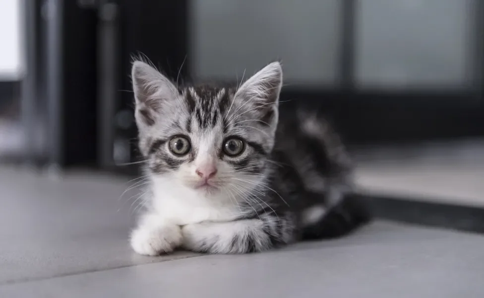 Filhote de gato rajado deitado no chão