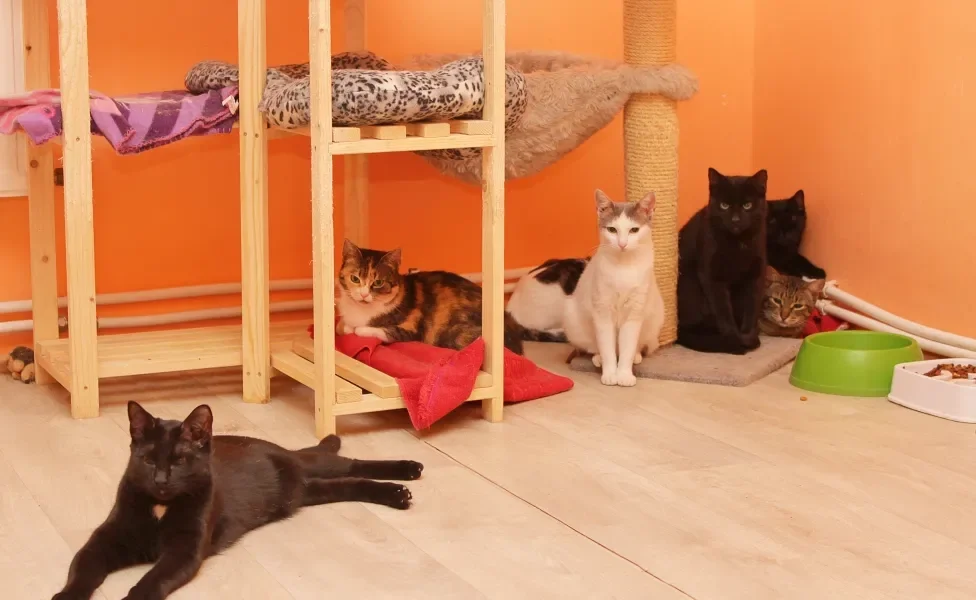 Gatos em sala com paredes laranja e brinquedos de arranhar