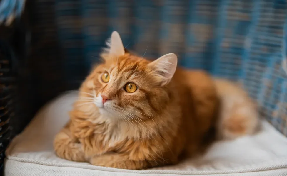 Gato laranja peludo deitado em cima de almofada branca