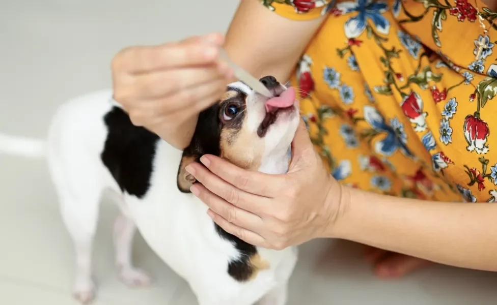 tutora dando soro caseiro para cachorro na seringa